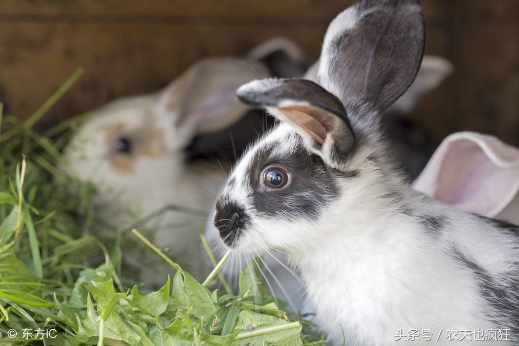 兔子不吃窝边草 兔子偏吃窝边草 蜜糖
