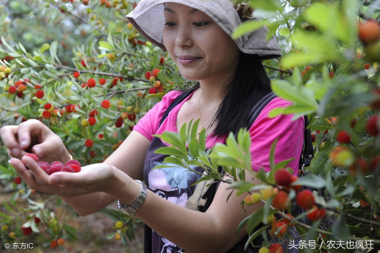 兔子不吃窝边草 兔子偏吃窝边草 蜜糖