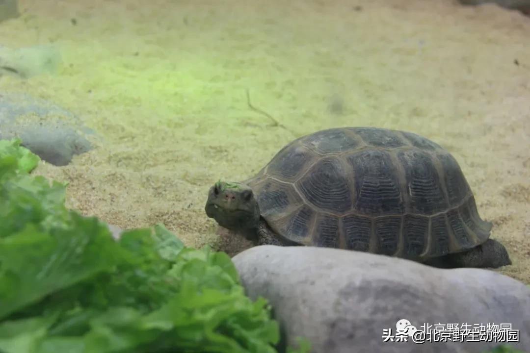 爬行动物有哪些 六种爬行动物