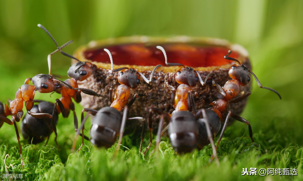 家里有蚂蚁怎么办 家里有蚂蚁怎么回事