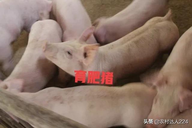 养猪的利润与成本 养猪饲料成本价格表