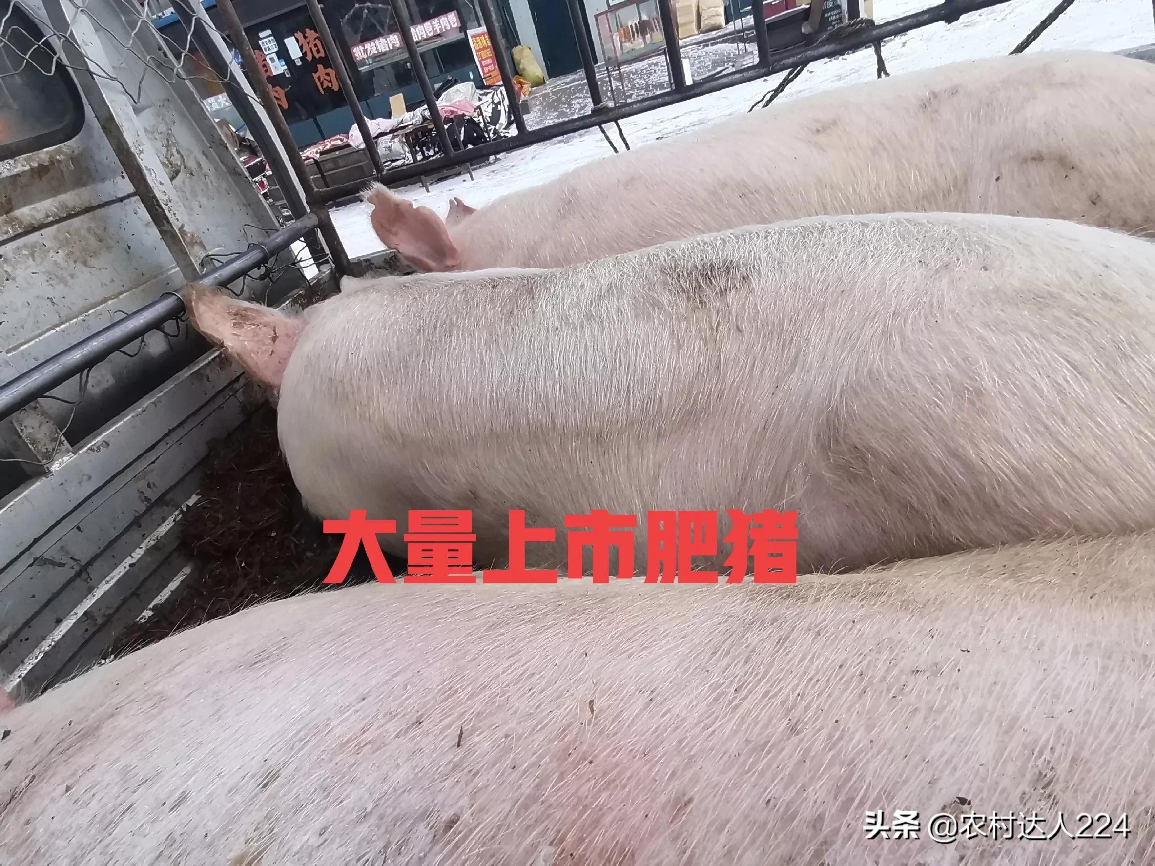 养猪的利润与成本 养猪饲料成本价格表