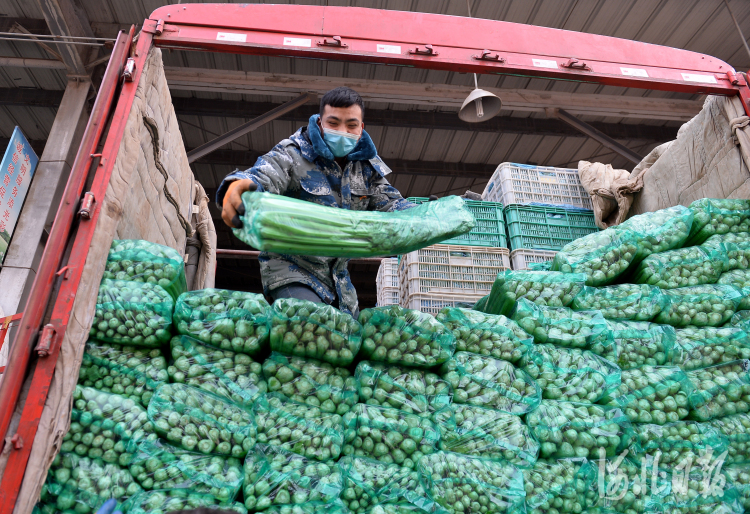 天津信鸽信息网 天津信鸽公棚