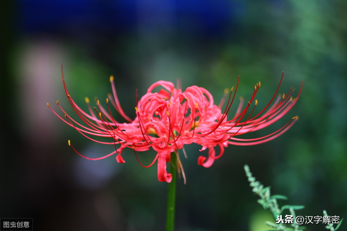 曼珠沙华花语 虞美人花语