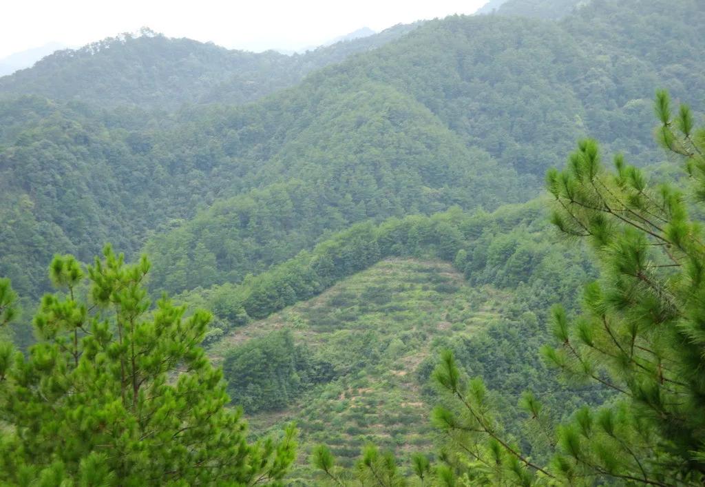 拖泥带水的意思 拖泥带水指什么生肖