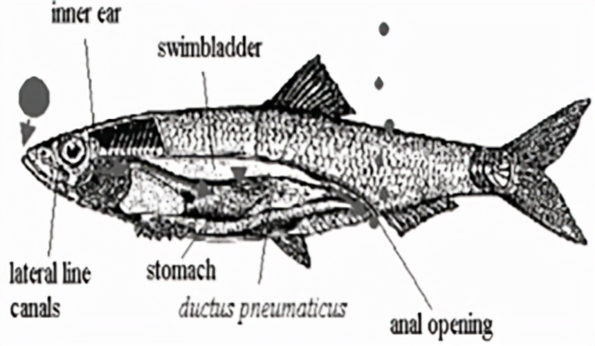 鲱鱼罐头为什么这么臭 金枪鱼罐头有营养吗