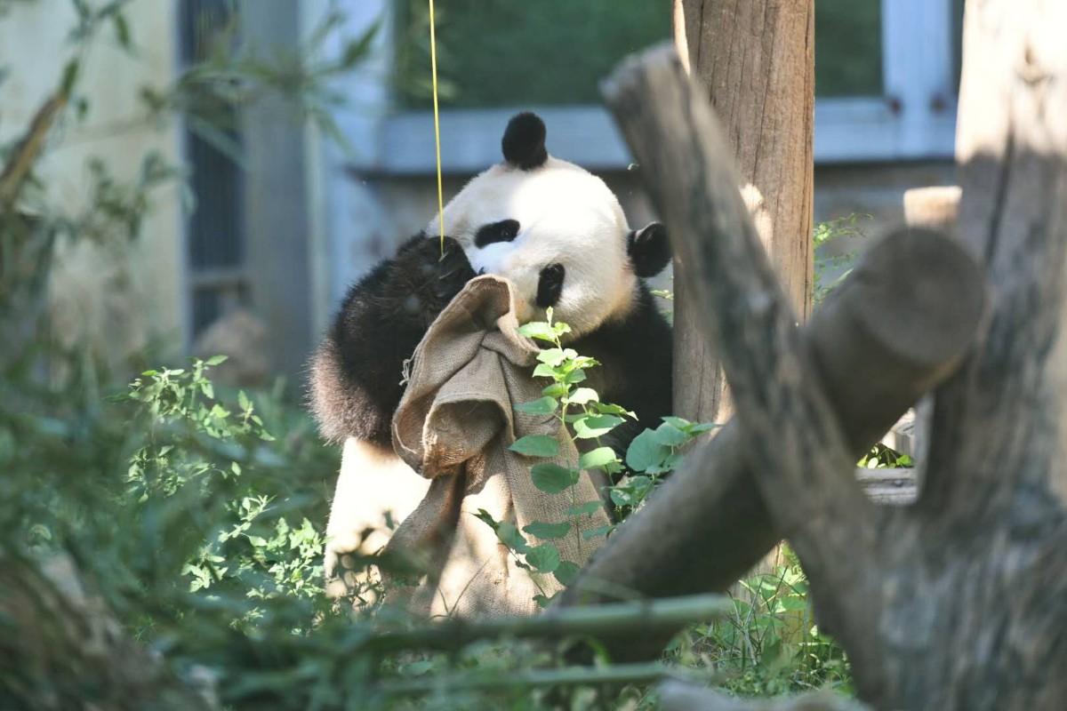 大熊猫生活在哪里 大熊猫生活的地方