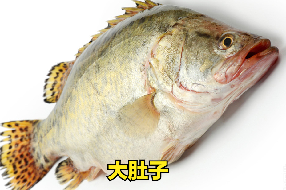 桂鱼多少钱一斤 桂鱼图片及价格