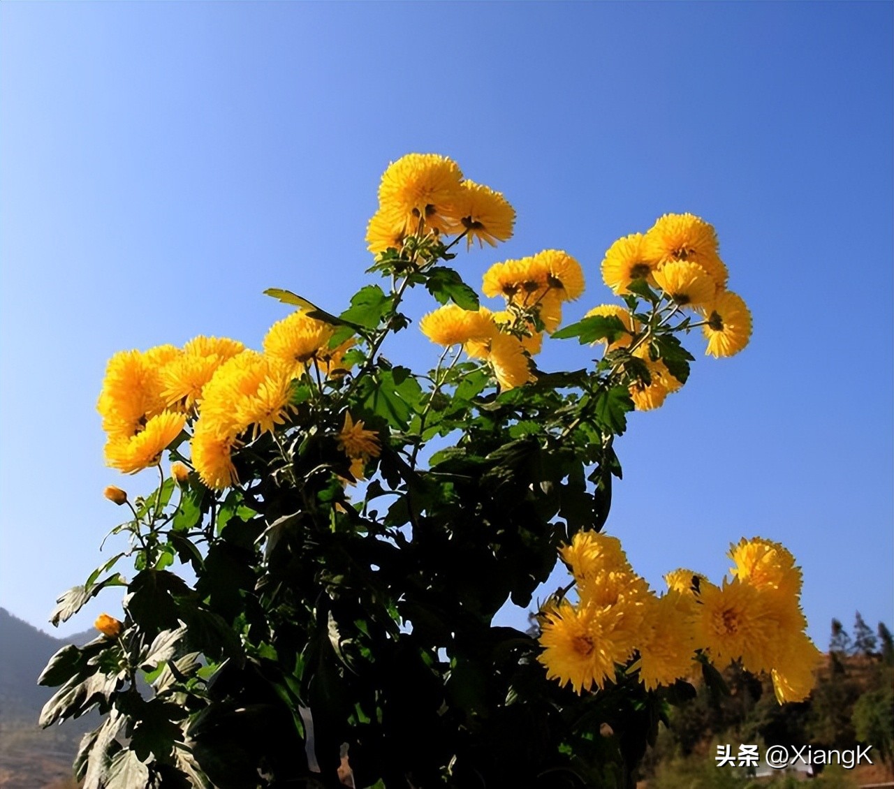 明日黄花的意思 黄花代表一生肖