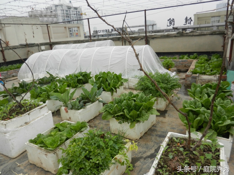 泡沫箱种菜有毒吗 泡沫箱种菜方法教程