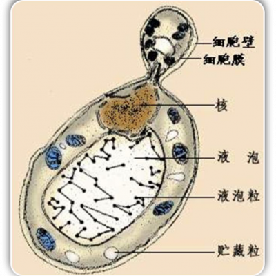 酵母菌的生殖方式 酵母菌的生殖