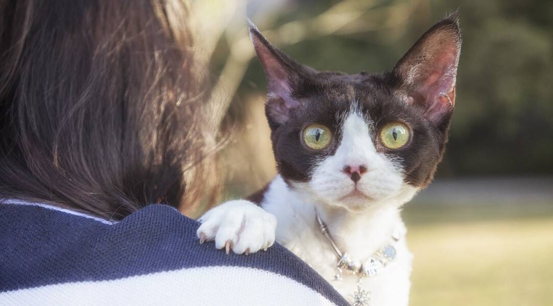 布偶猫多少钱一只 布偶猫正常价格多少