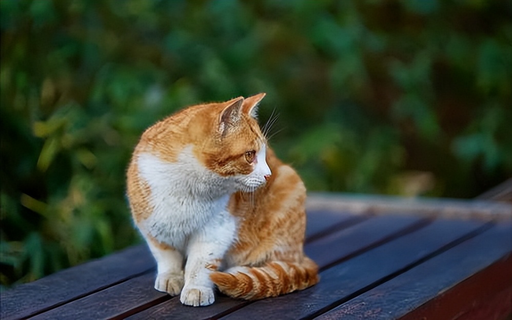 布偶猫多少钱一只 布偶猫正常价格多少