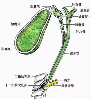 胆结石严重吗 胆结石禁忌食物