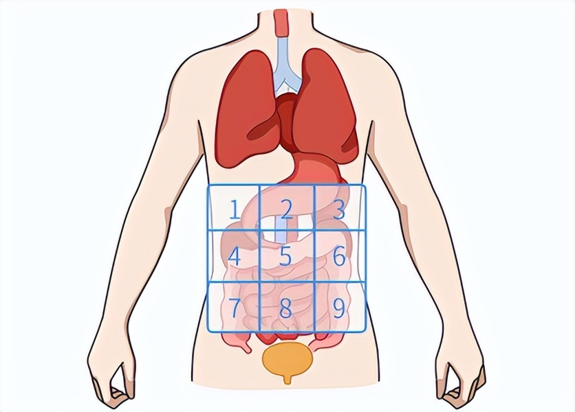 人体内脏分布图 人体肾的位置图