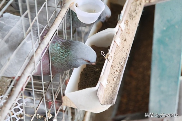 鸽子养殖技术 养鸽子的方法和技术