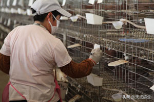 鸽子养殖技术 养鸽子的方法和技术