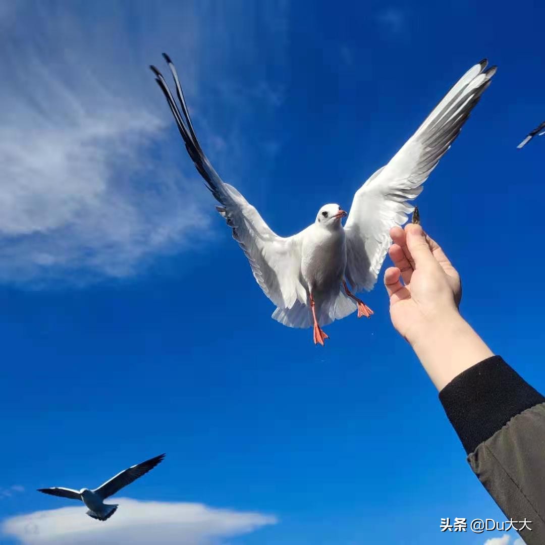 扎西德勒是什么意思 蒙语扎西德勒啥意思