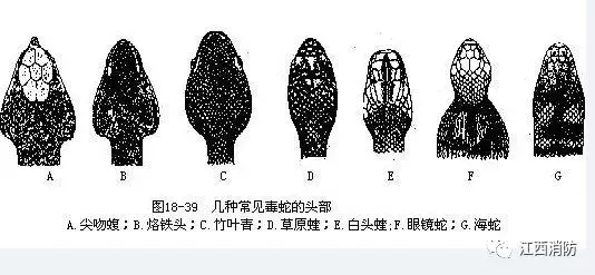 遇到蛇怎么办 遇到蛇有什么预兆