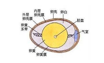 煮鸡蛋几分钟 煮鸡蛋怎么煮好剥壳