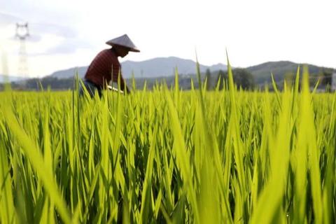 处暑是什么意思 节气处暑是什么意思