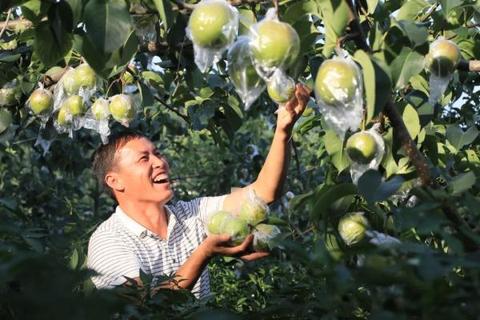 处暑是什么意思 节气处暑是什么意思