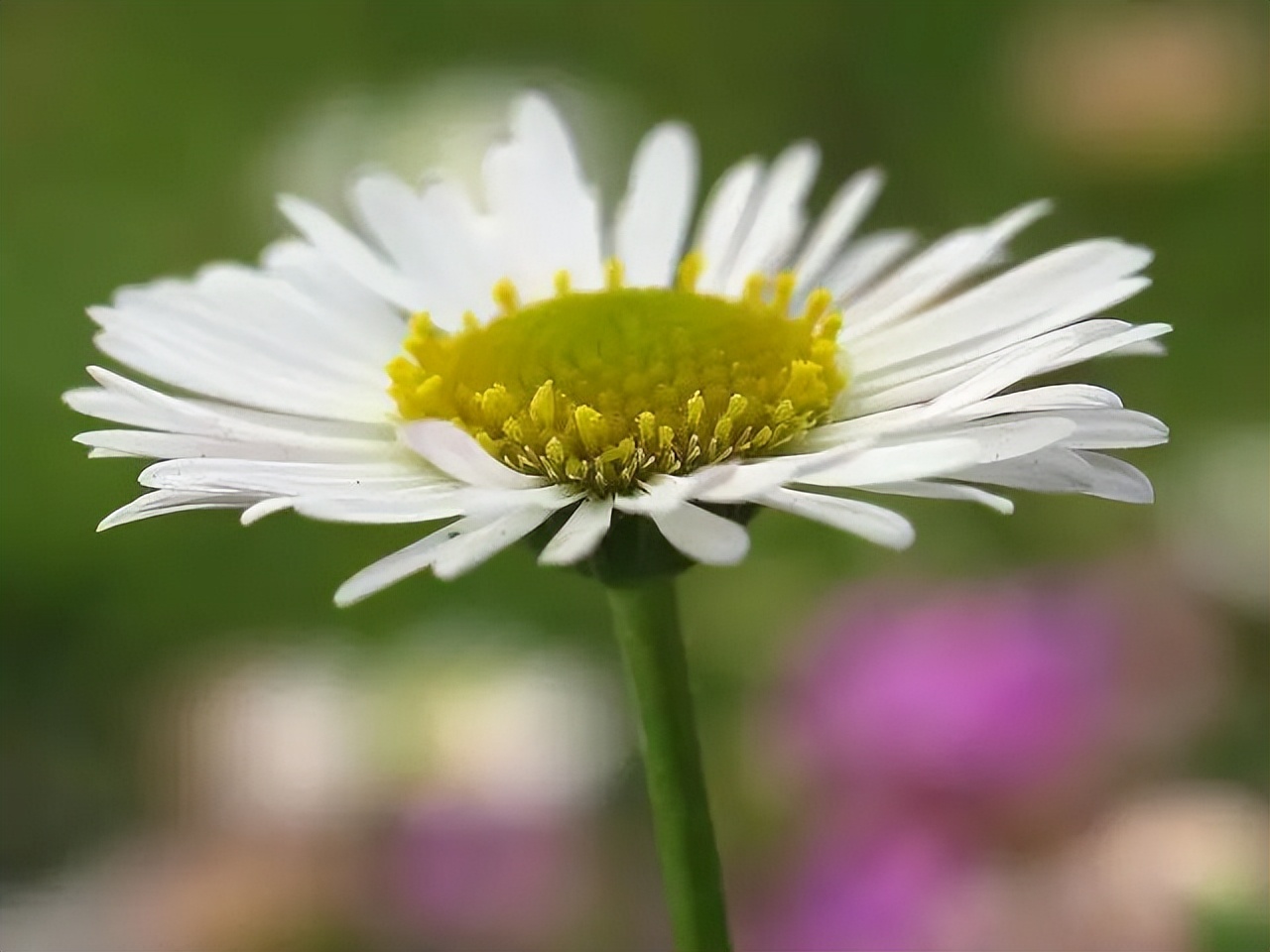 菊花代表什么 菊花送人的寓意