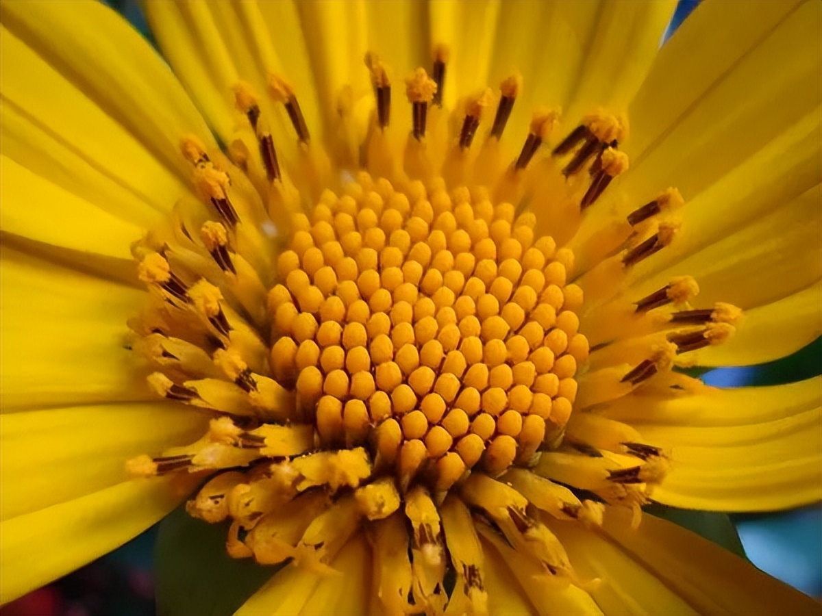 菊花代表什么 菊花送人的寓意