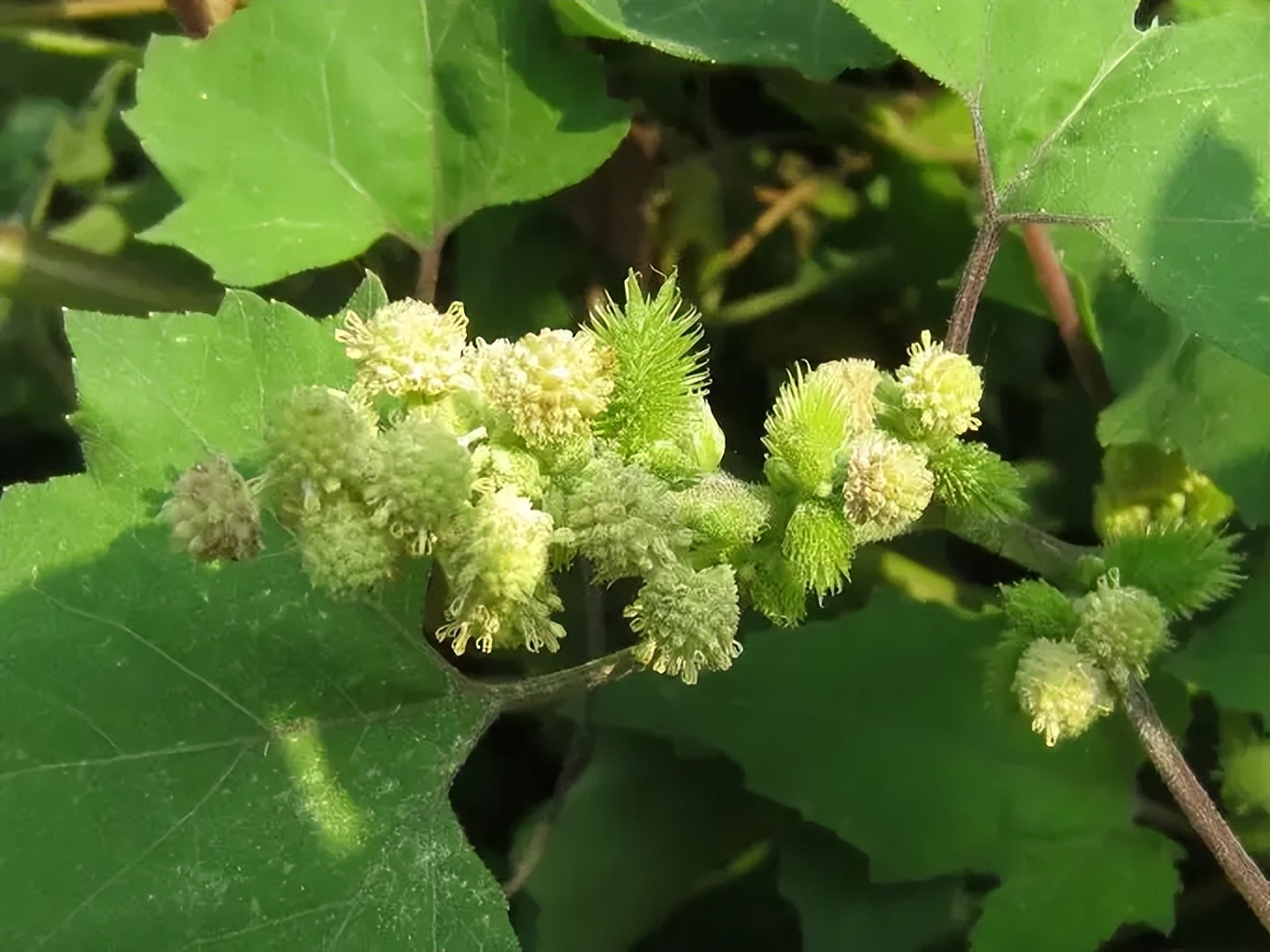 菊花代表什么 菊花送人的寓意