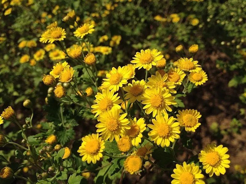 菊花代表什么 菊花送人的寓意