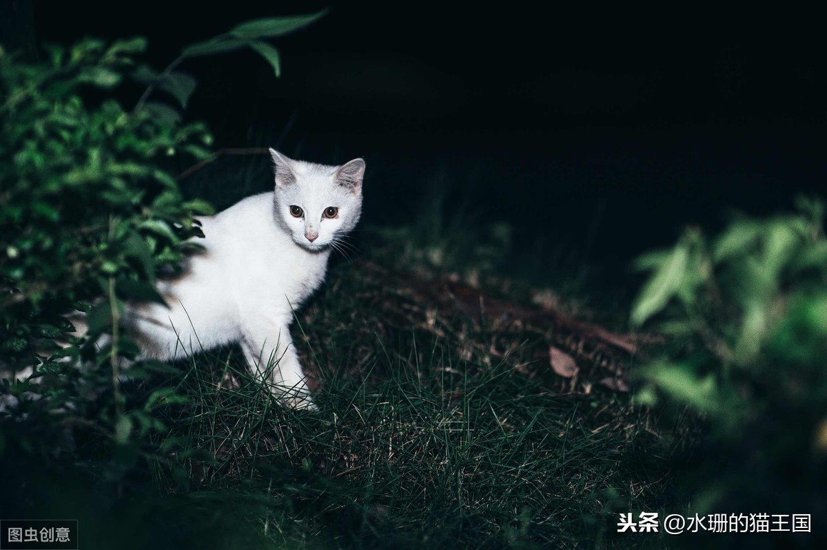 猫的生活习性 