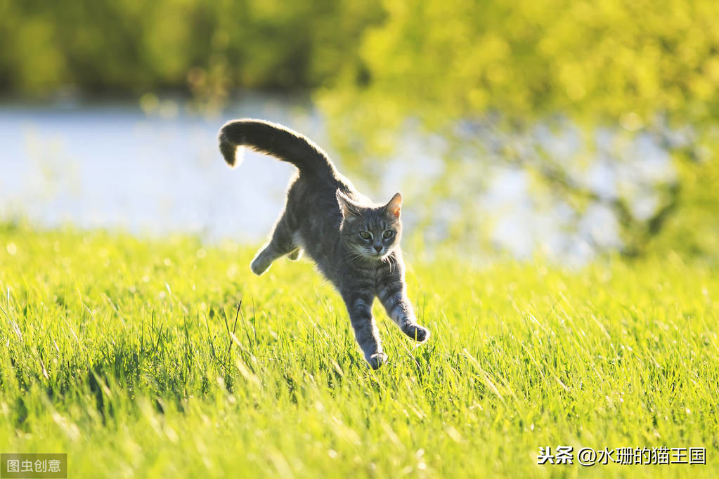 猫的生活习性 