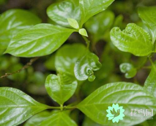 草本植物有哪些 草本植物一览表