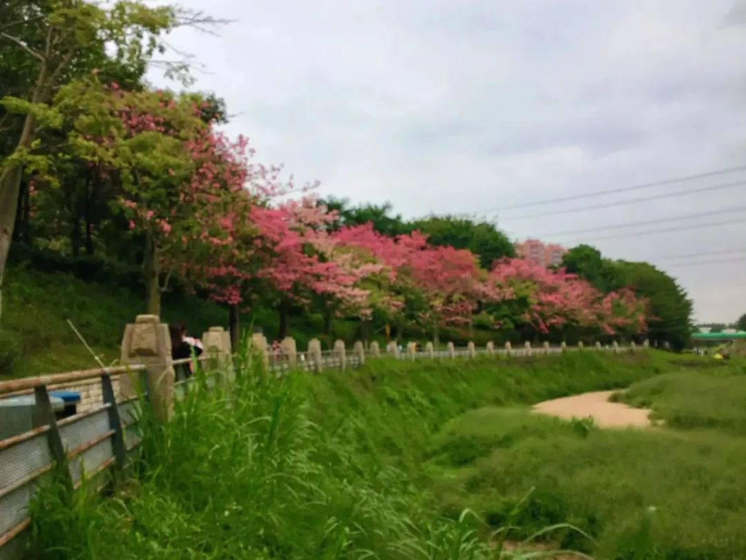 深圳哪里最好玩 深圳最红的十大景点