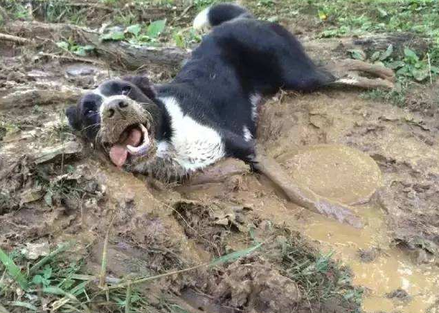 边境牧羊犬图片 东德牧羊犬图片