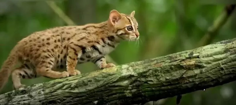 世界上最小的猫 十大最漂亮的猫