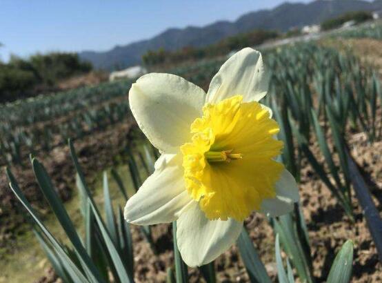 水仙花的花语 花语大全