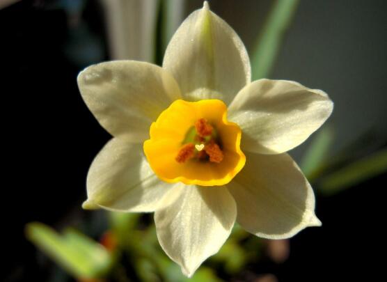 水仙花的花语 花语大全