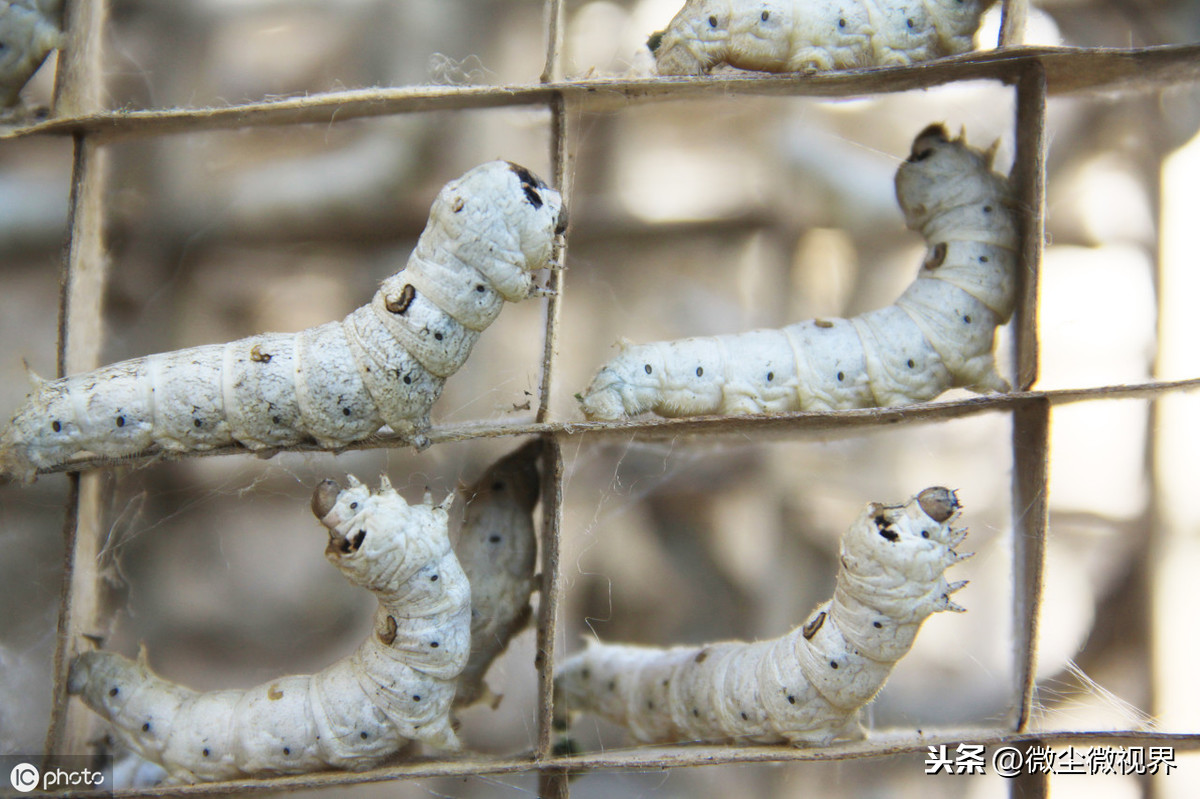 蚕宝宝怎么养 蚕宝宝刚出生怎么养