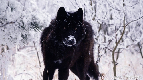 藏獒和狼谁厉害 野生藏獒打的过狼吗