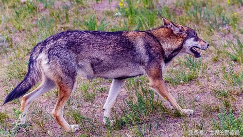 藏獒和狼谁厉害 野生藏獒打的过狼吗