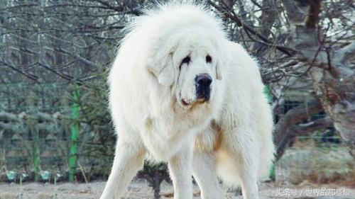 藏獒和狼谁厉害 野生藏獒打的过狼吗