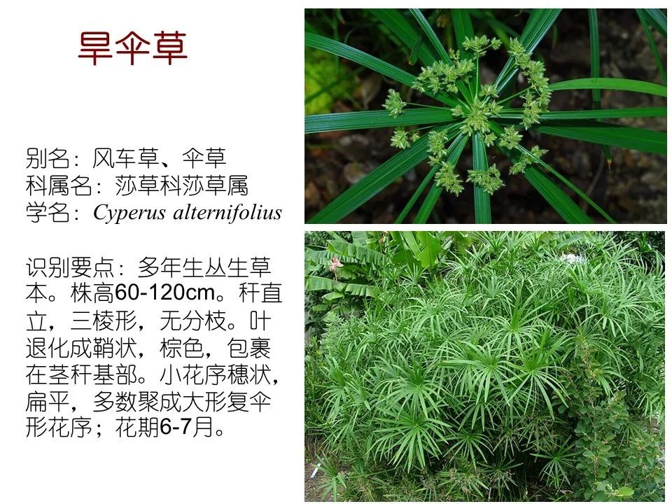 水生植物有哪些 净化水质的水生植物