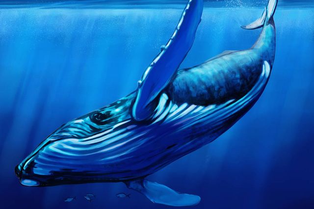 世界上最大的鲸鱼 10种已灭绝的最大鲸鱼