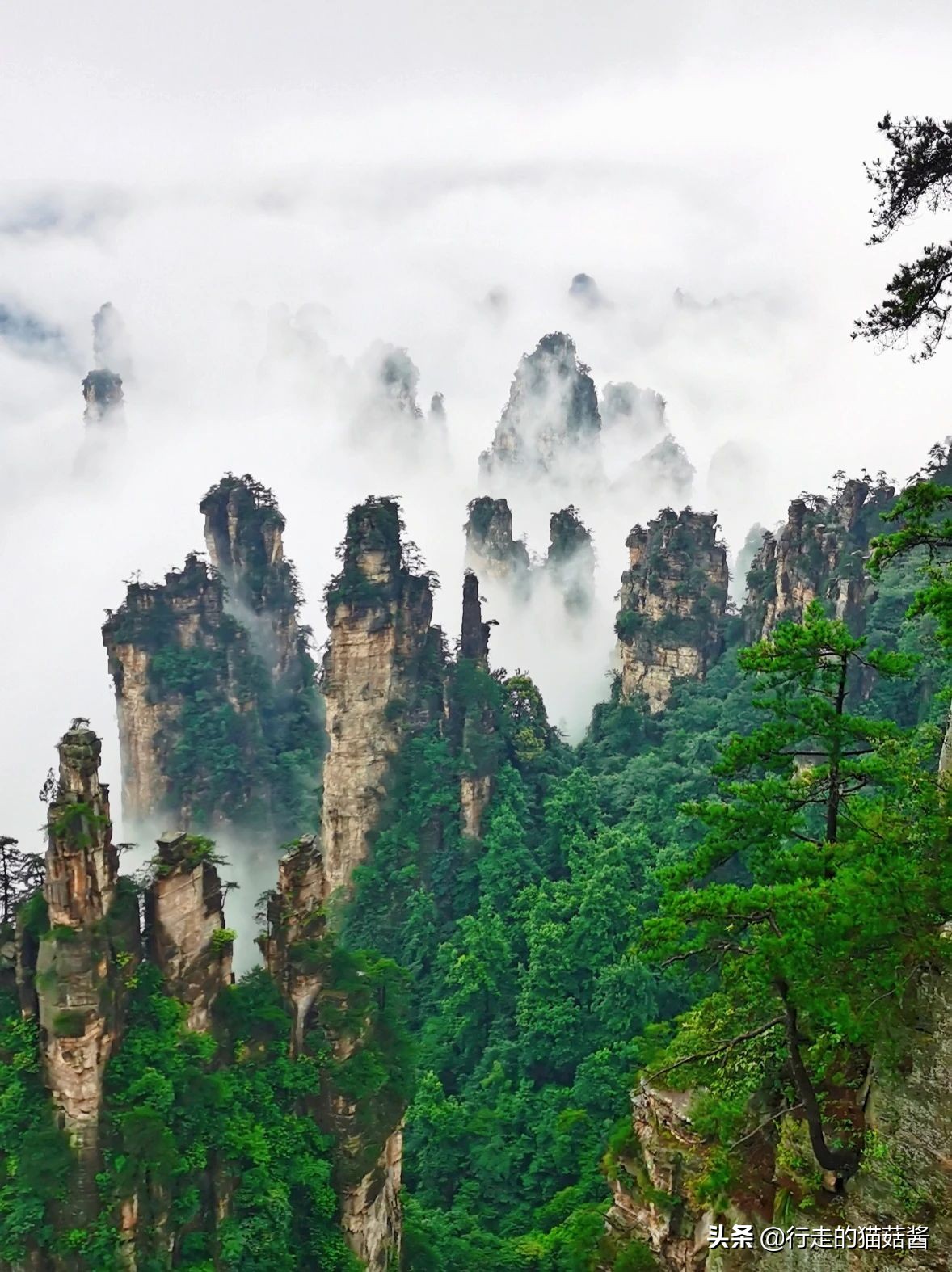 梵净山旅游攻略 梵净山门票价目表