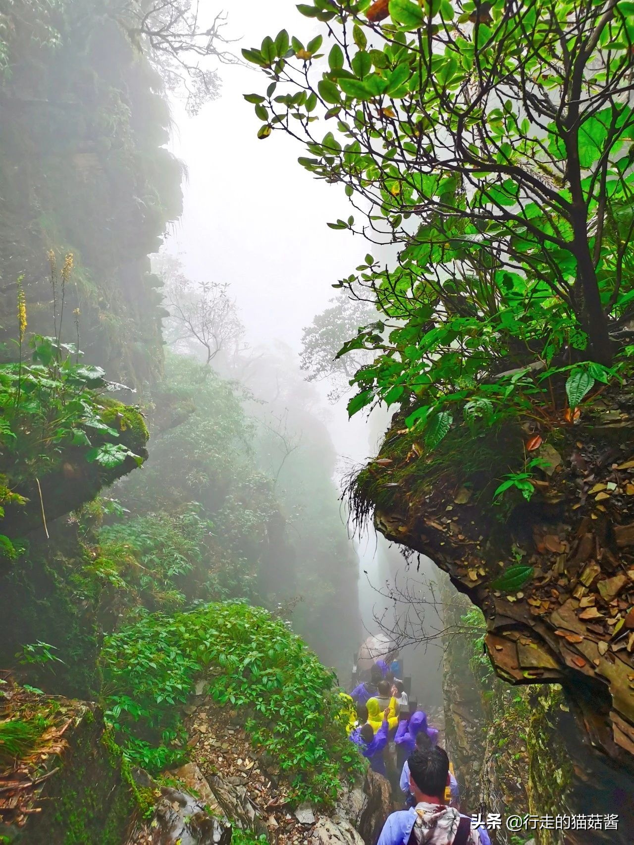 梵净山旅游攻略 梵净山门票价目表