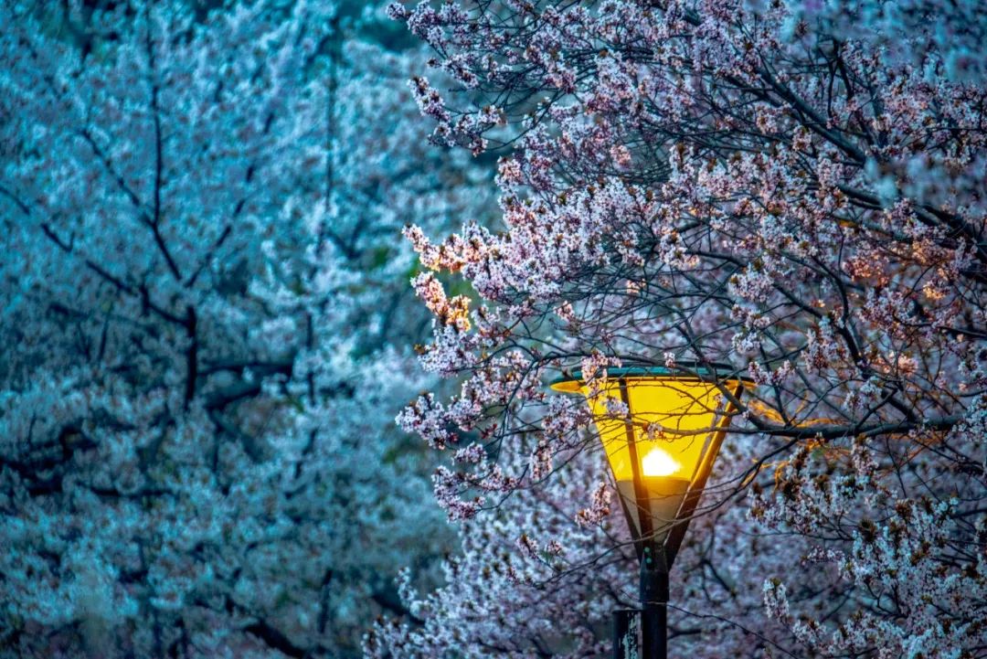 描写雪景的诗句 雪景诗句