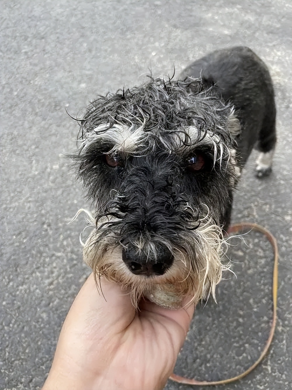 雪纳瑞掉毛吗 雪纳瑞为何叫流氓犬