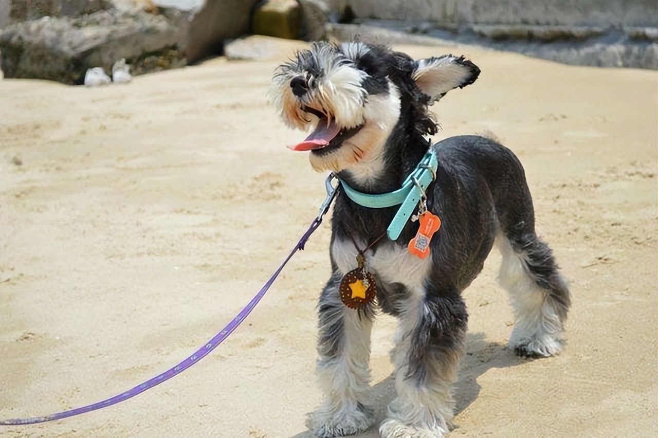 雪纳瑞掉毛吗 雪纳瑞为何叫流氓犬