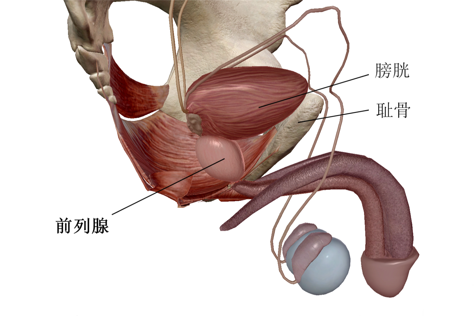 前列腺的位置 前列腺高怎么找位置